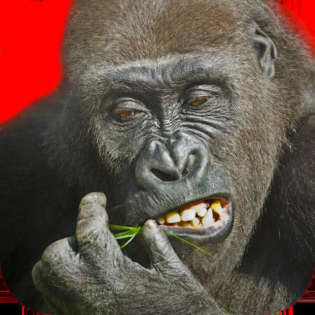 Couverture de Flying Gorilla